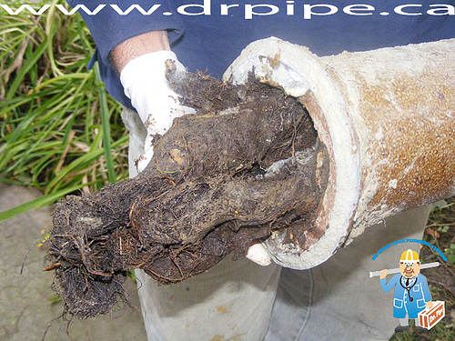 broken-old-clay-drain-pipe-with-roots-intrusion